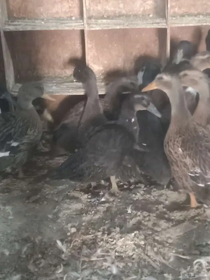 دجاج بياض وبط شرشيري 2