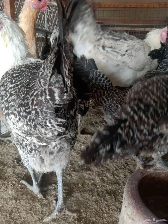 دجاج بياض وبط شرشيري 1