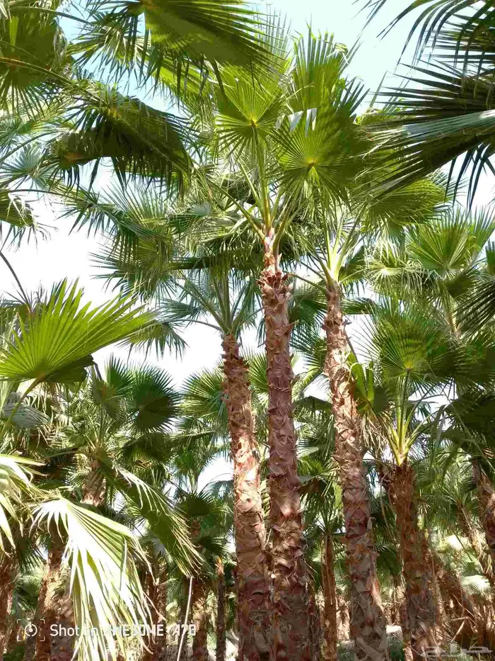 نخل واشنطني زينه امريكي جميع المقاسات متوفرة توصيل وزرعه 0