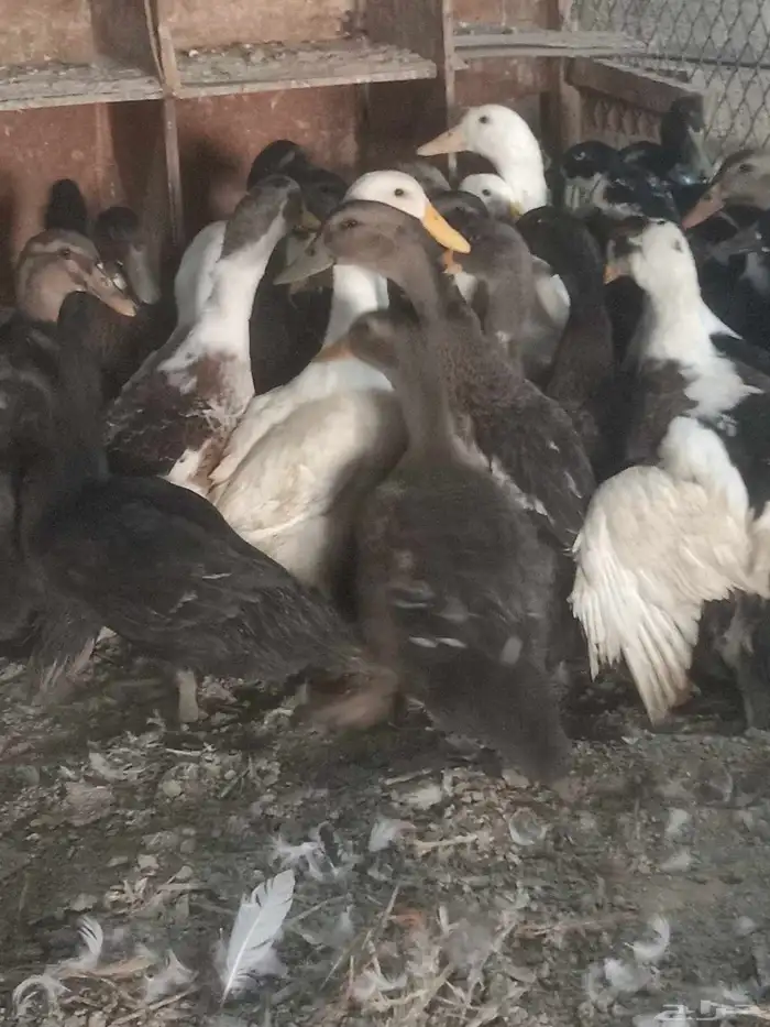 دجاج بياض وبط شرشيري 4