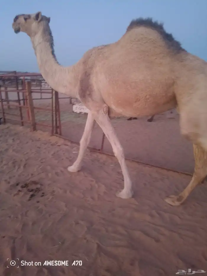 ناقه حائل ردوم شحم على 10 أجزاء 0