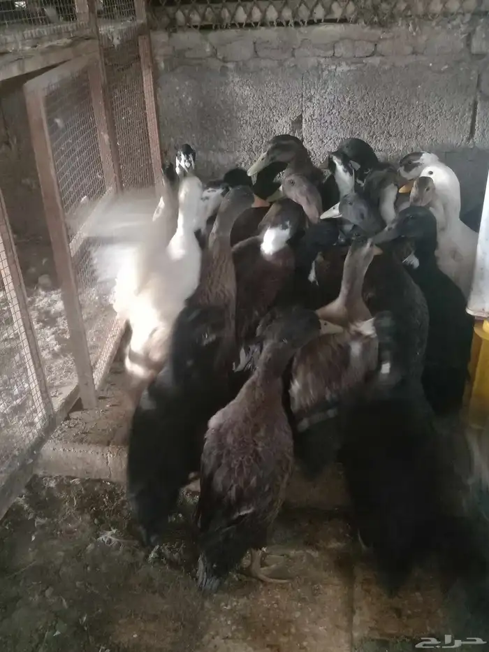 دجاج بياض وبط شرشيري 3