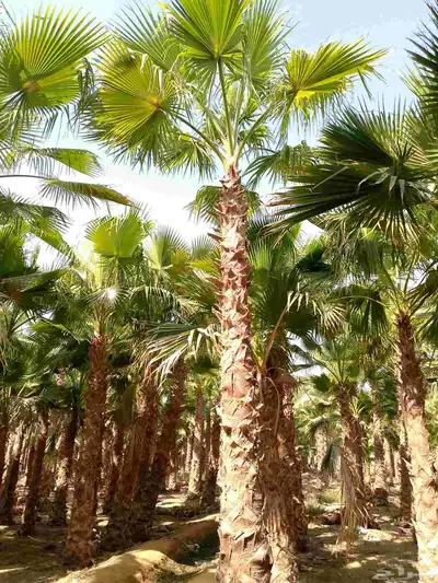 نخل واشنطني زينه امريكي جميع المقاسات متوفرة توصيل وزرعه index