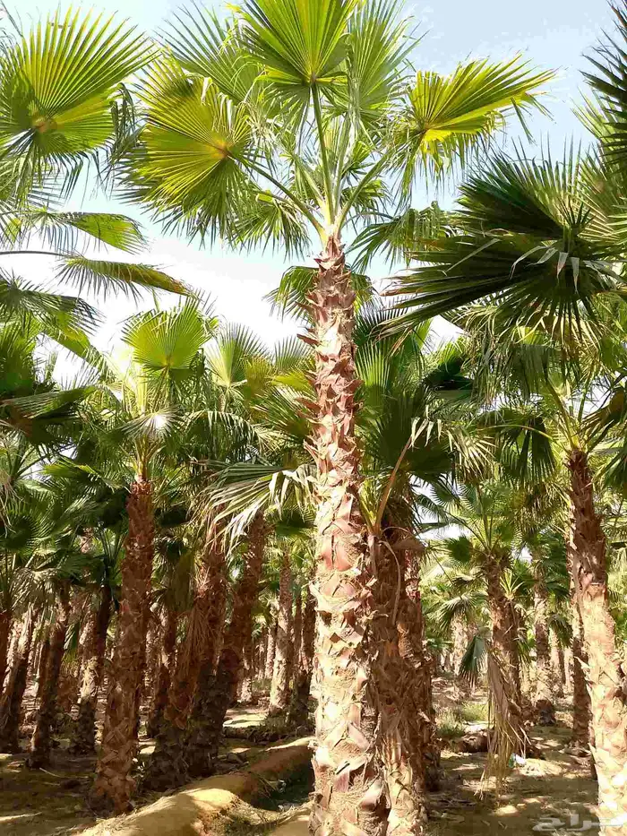 نخل واشنطني زينه امريكي جميع المقاسات متوفرة توصيل وزرعه 2