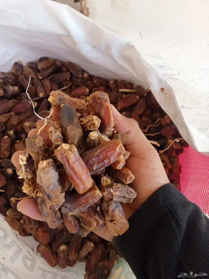 تمر علف اغنام والجمل وبقر موجود في رهاط 2