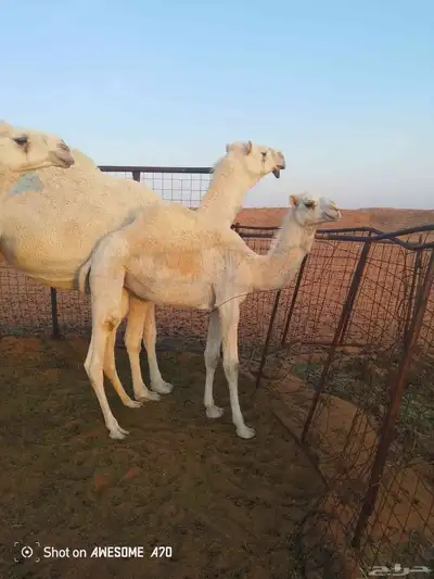 حاشي للبيع index