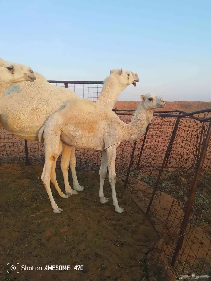 حاشي للبيع 1