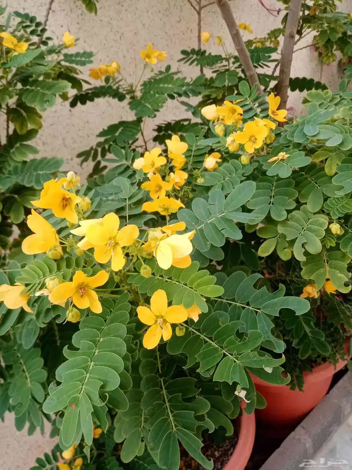 للبيع أشجار 0