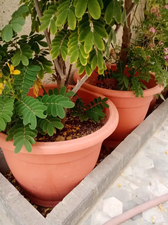 للبيع أشجار 2