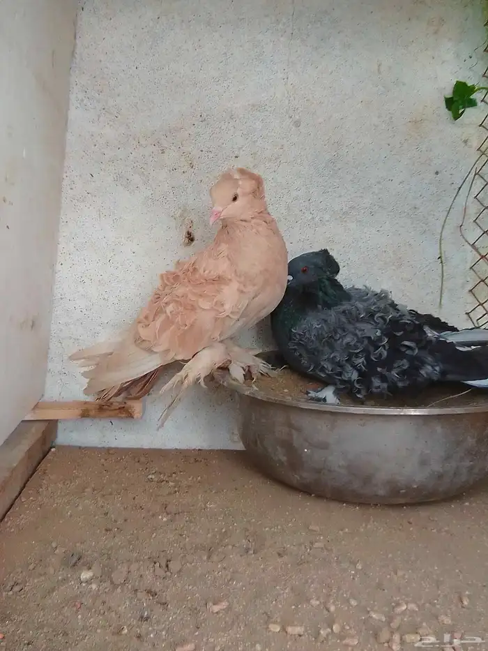 زوج كرنقو رستوفر احمر وزوج مفتل اصغر 1