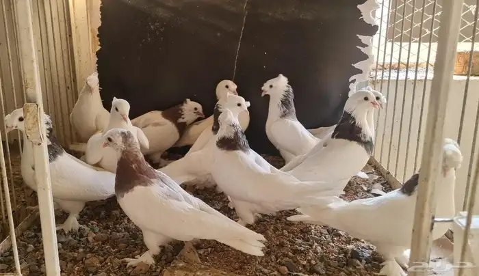 حمام تركي هجين ايراني 1