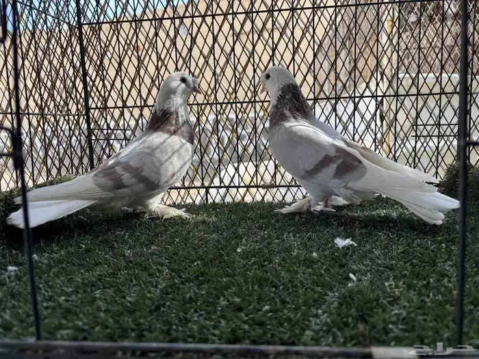 جوز طاقية كرست حامل دبل اجرام ومستوى السعر المطلوب 400 1