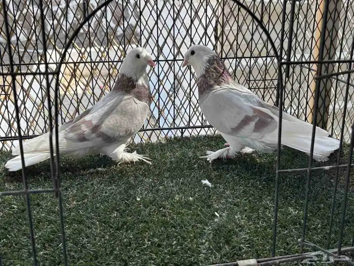 جوز طاقية كرست حامل دبل اجرام ومستوى السعر المطلوب 400 3