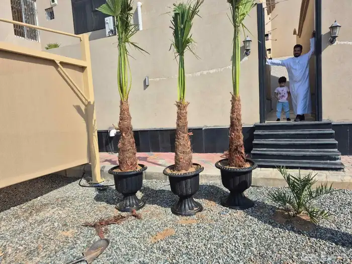 سلام عليكم ورحمة الله وبركاته نخل زينه اللبيع 3