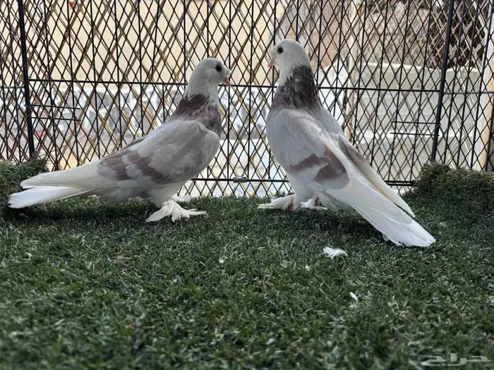 جوز طاقية كرست حامل دبل اجرام ومستوى السعر المطلوب 400 0