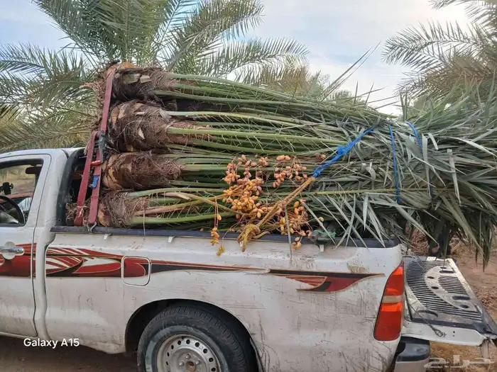 نخل القصيم نخلوطيب ومثمر 1