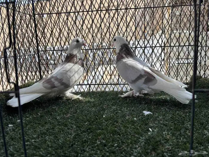 جوز طاقية كرست حامل دبل اجرام ومستوى السعر المطلوب 400 2