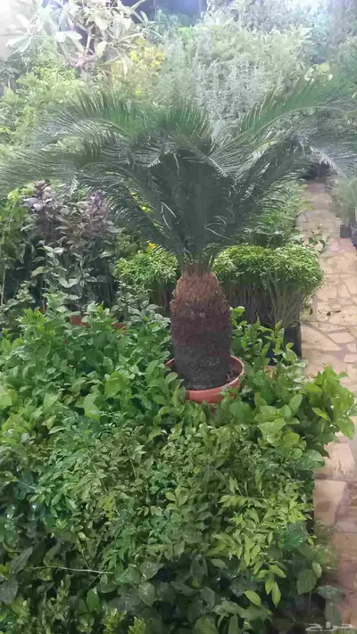 الزراعة الثيل الطبيعي وتركيب شبكات الري العادي والاتوماتيك index