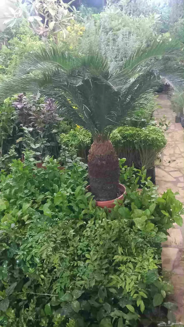 الزراعة الثيل الطبيعي وتركيب شبكات الري العادي والاتوماتيك 8