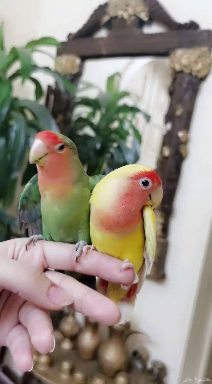 زوج ببغاء الروز ذكر وأنثى أليف لعوب مغرده منتجه 5