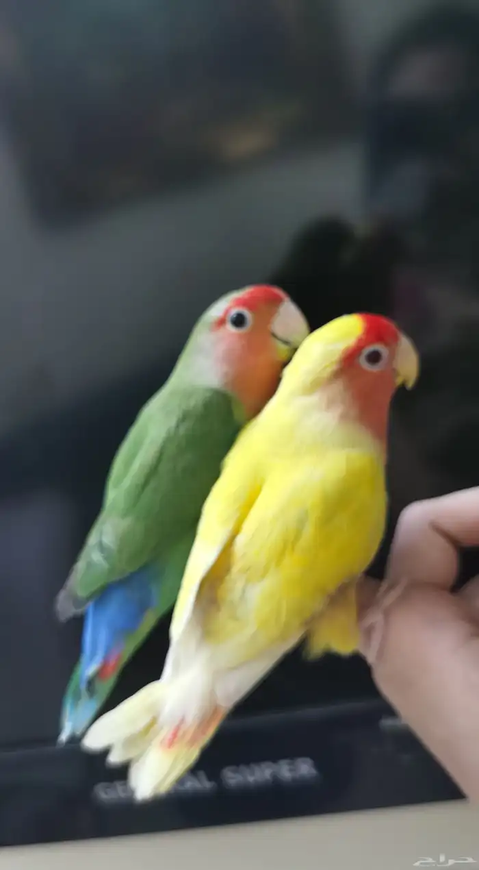 زوج ببغاء الروز ذكر وأنثى أليف لعوب مغرده منتجه 1