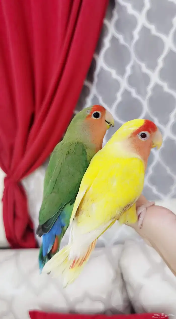 زوج ببغاء الروز ذكر وأنثى أليف لعوب مغرده منتجه 2
