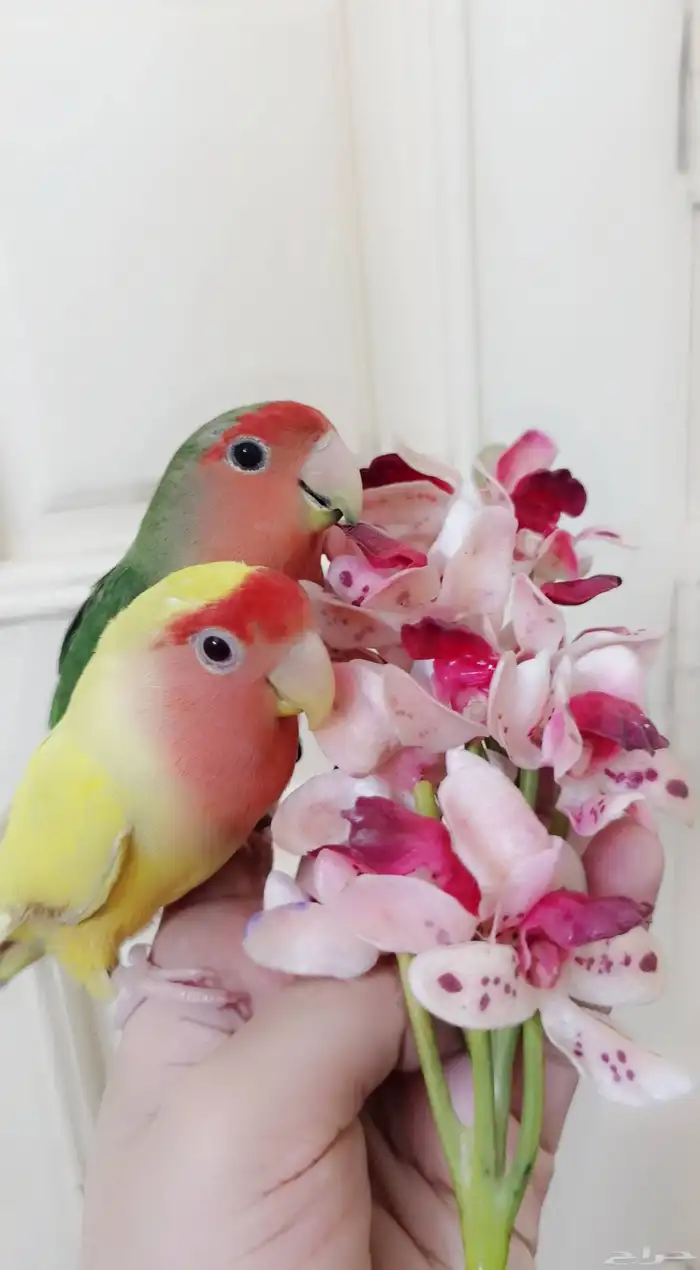 زوج ببغاء الروز ذكر وأنثى أليف لعوب مغرده منتجه 8