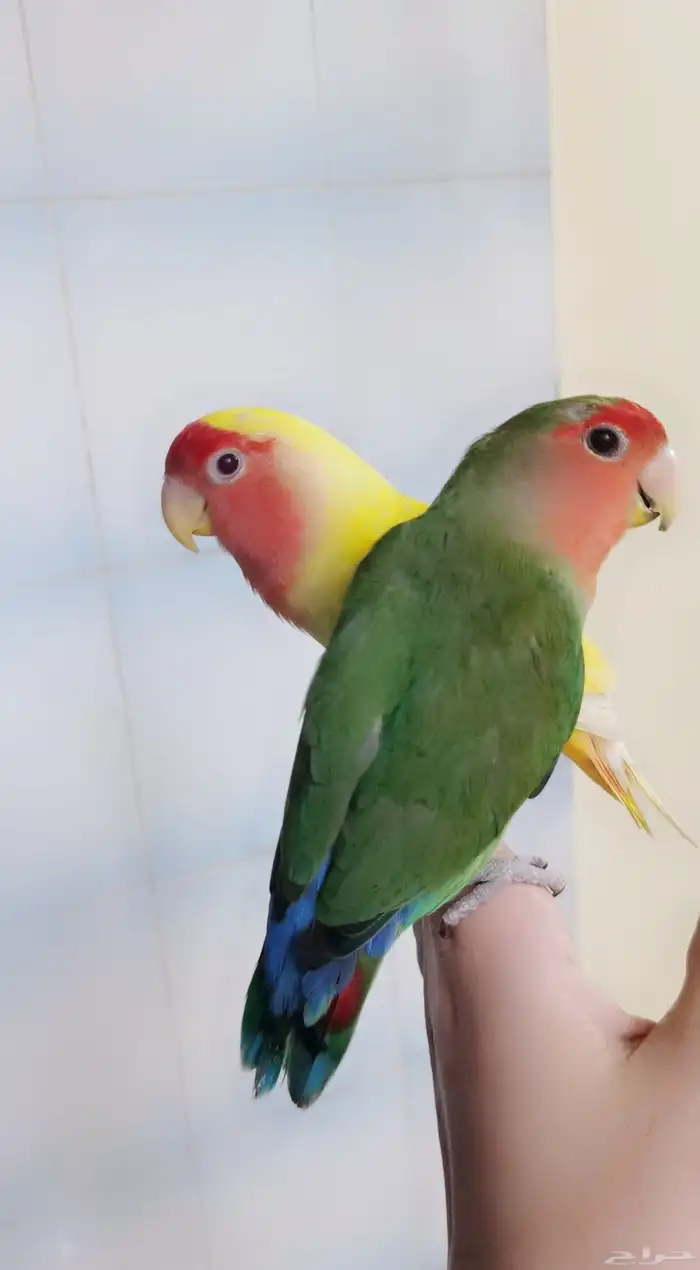 زوج ببغاء الروز ذكر وأنثى أليف لعوب مغرده منتجه 9