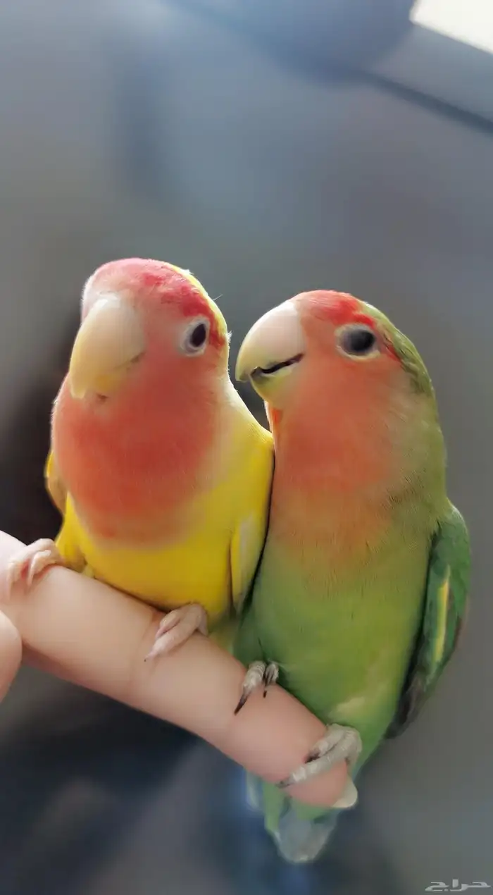 زوج ببغاء الروز ذكر وأنثى أليف لعوب مغرده منتجه 7