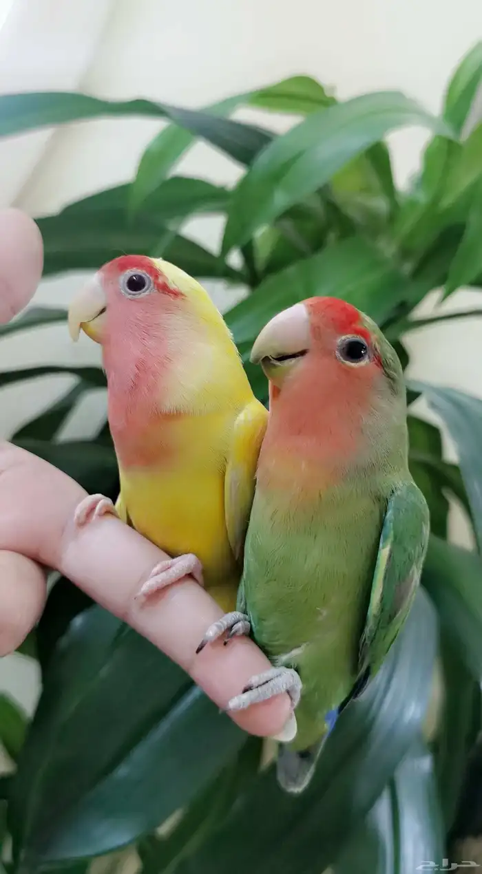 زوج ببغاء الروز ذكر وأنثى أليف لعوب مغرده منتجه 6