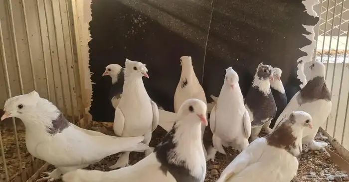 حمام تركي هجين ايراني 7