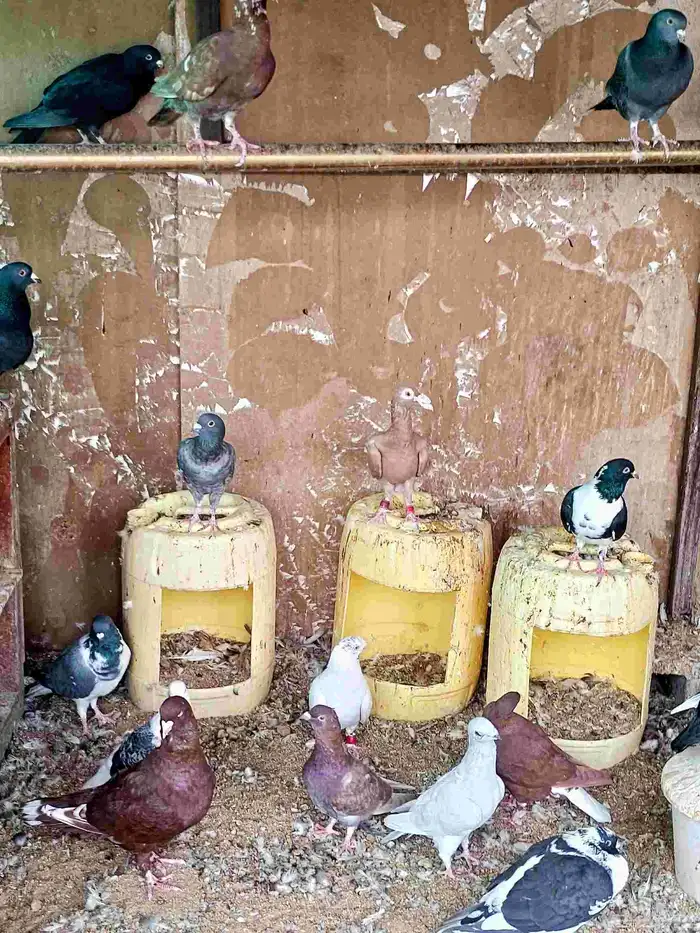 حمام شامي للبيع 1