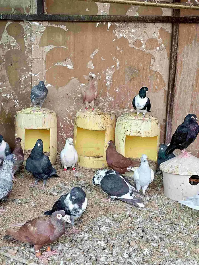 حمام شامي للبيع 0