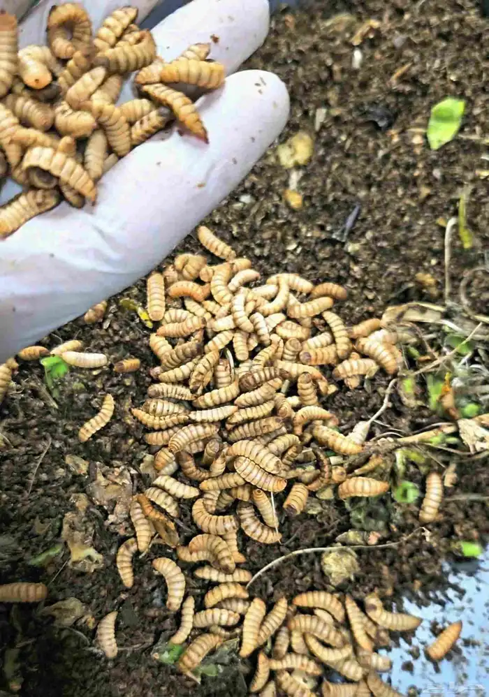 يرقات BSF لتغذية الطيور والاسماك والحيوانات الأليفة 0