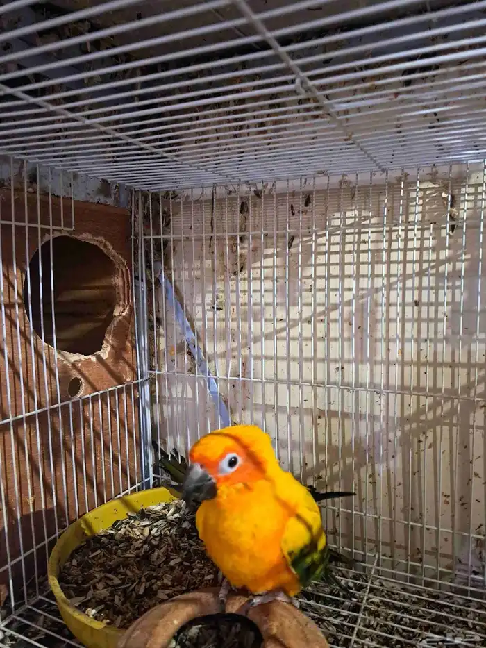 جوز صن كنيور منتج 0