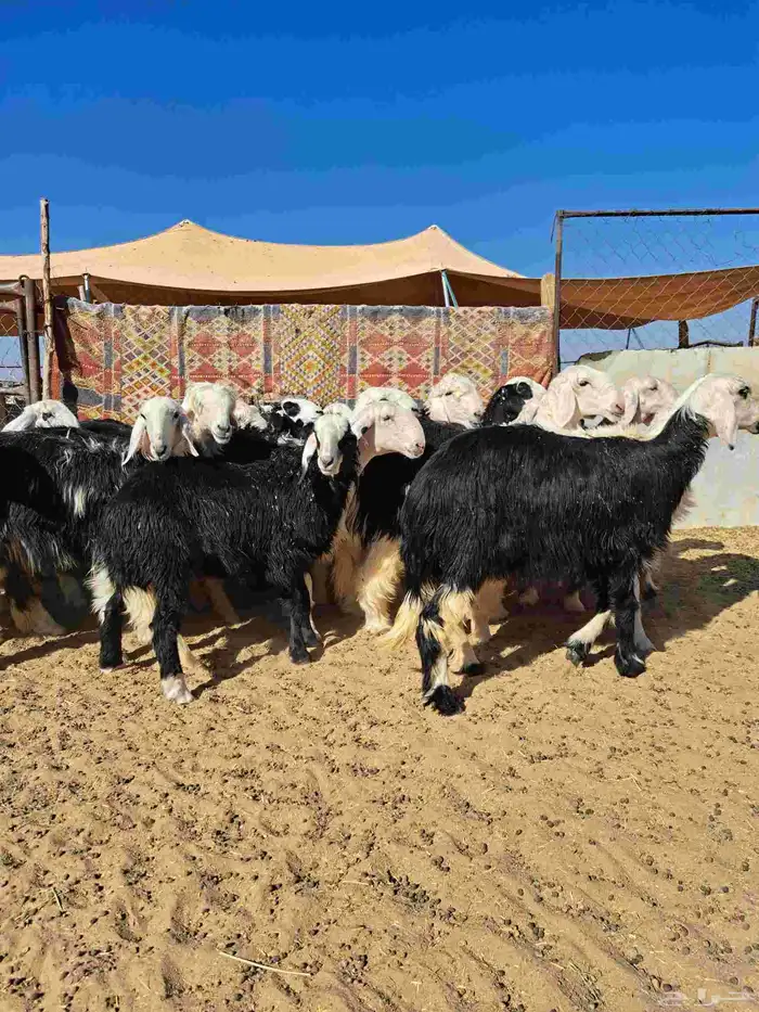 رخال جذعات نجد 6