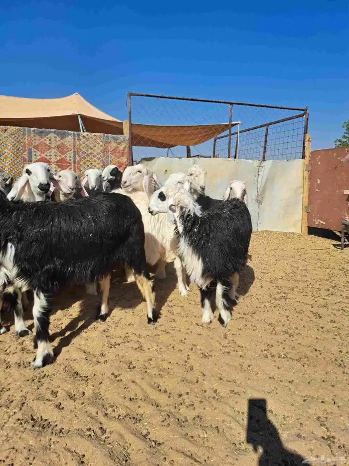 رخال جذعات نجد 1