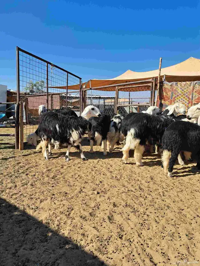 رخال جذعات نجد 5