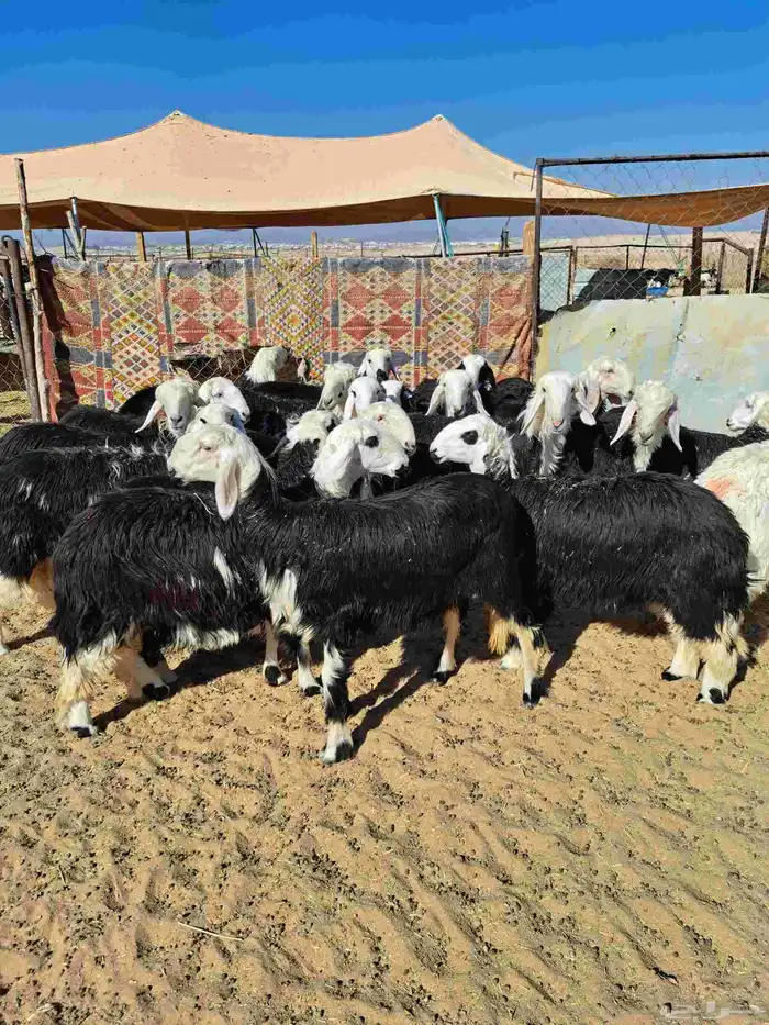 رخال جذعات نجد 0