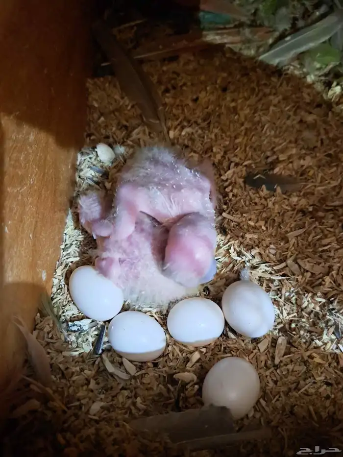 جوز صن كنيور منتج 7