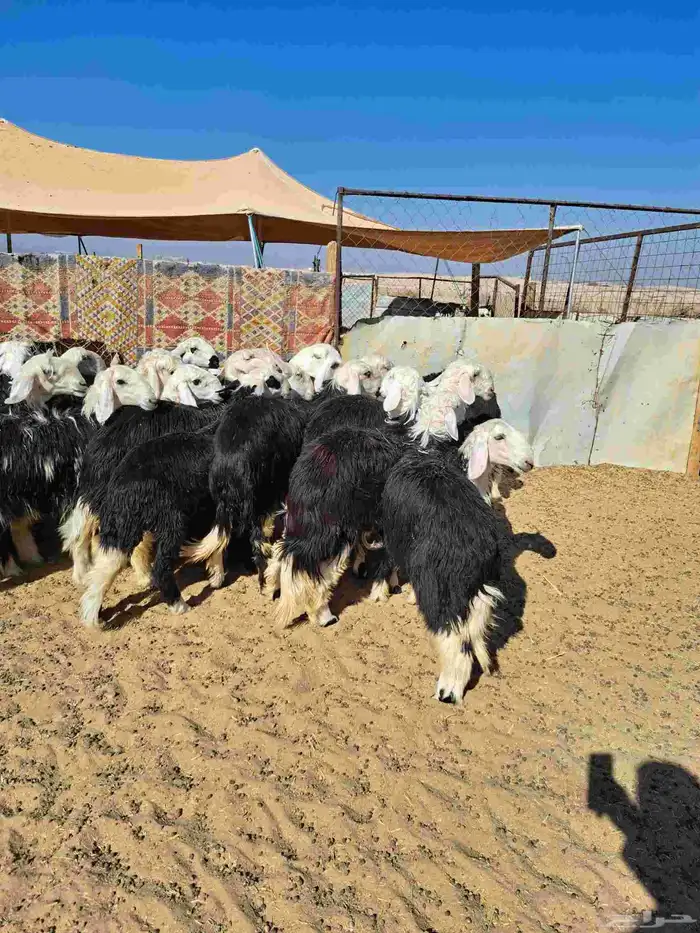 رخال جذعات نجد 3