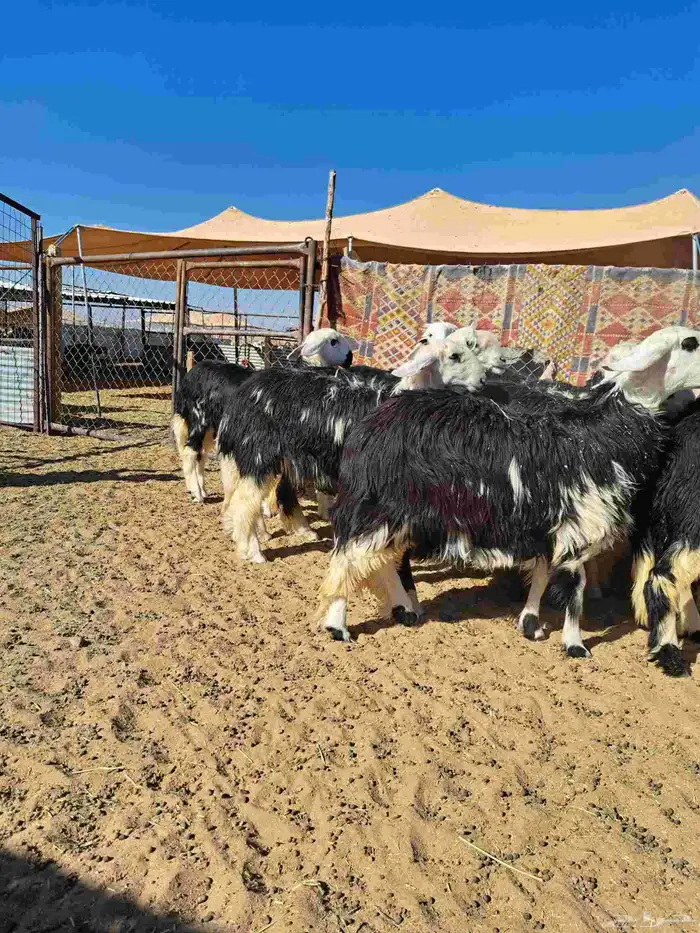 رخال جذعات نجد 7