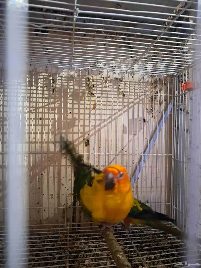 جوز صن كنيور منتج 2