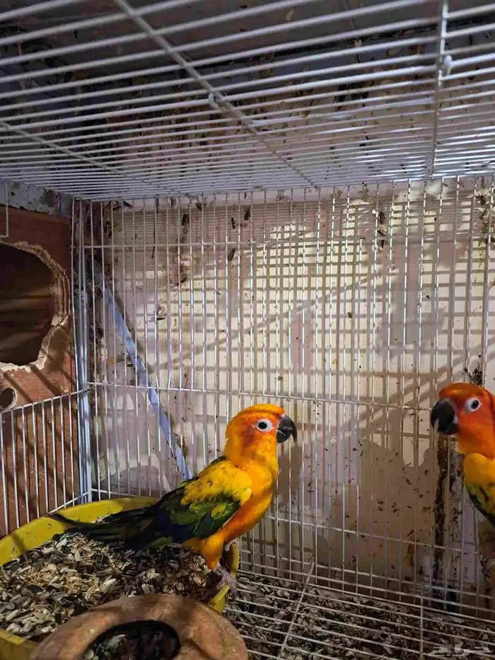 جوز صن كنيور منتج 3