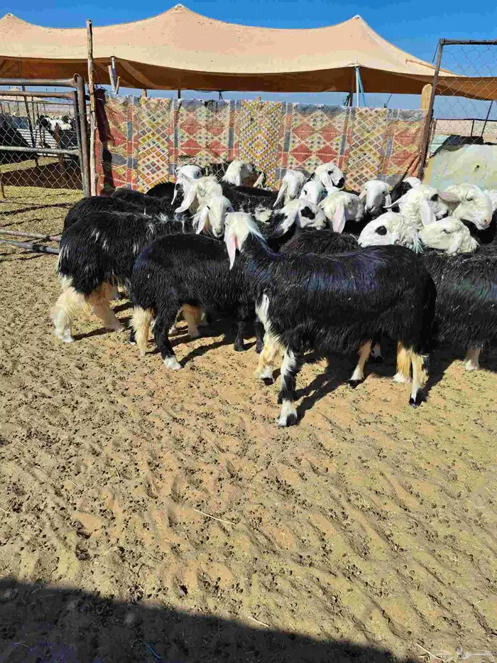 رخال جذعات نجد 2