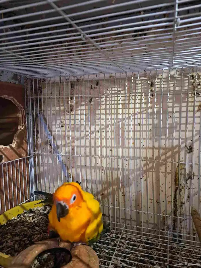 جوز صن كنيور منتج 4