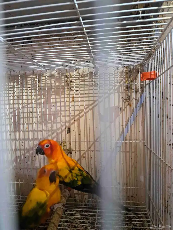 جوز صن كنيور منتج 6