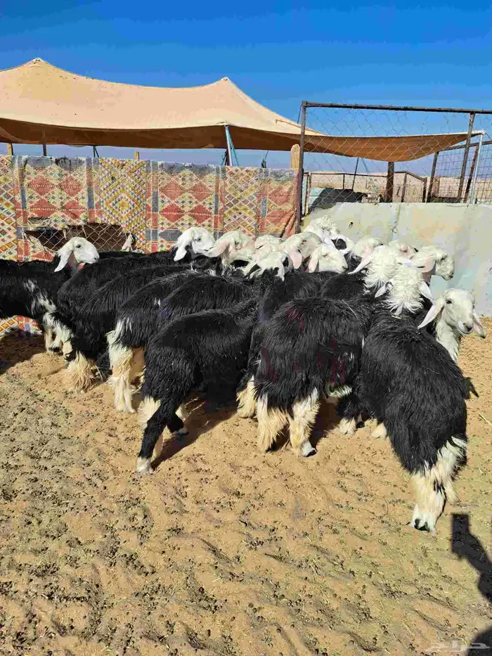 رخال جذعات نجد 8