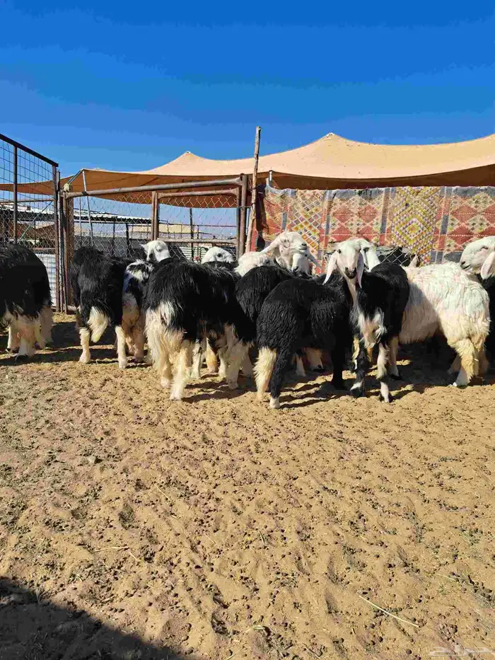 رخال جذعات نجد 4