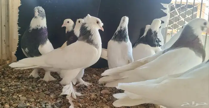 حمام تركي هجين ايراني 5